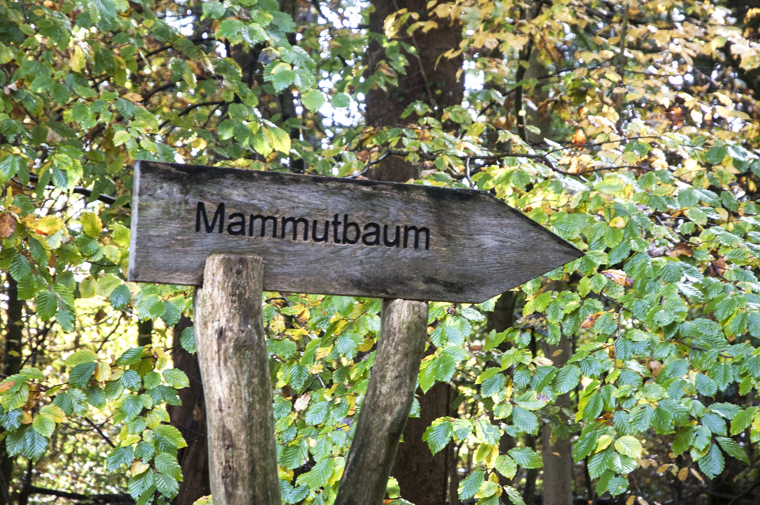 Naturpark Aukrug Wandern Großes Haaler Gehege Galerie