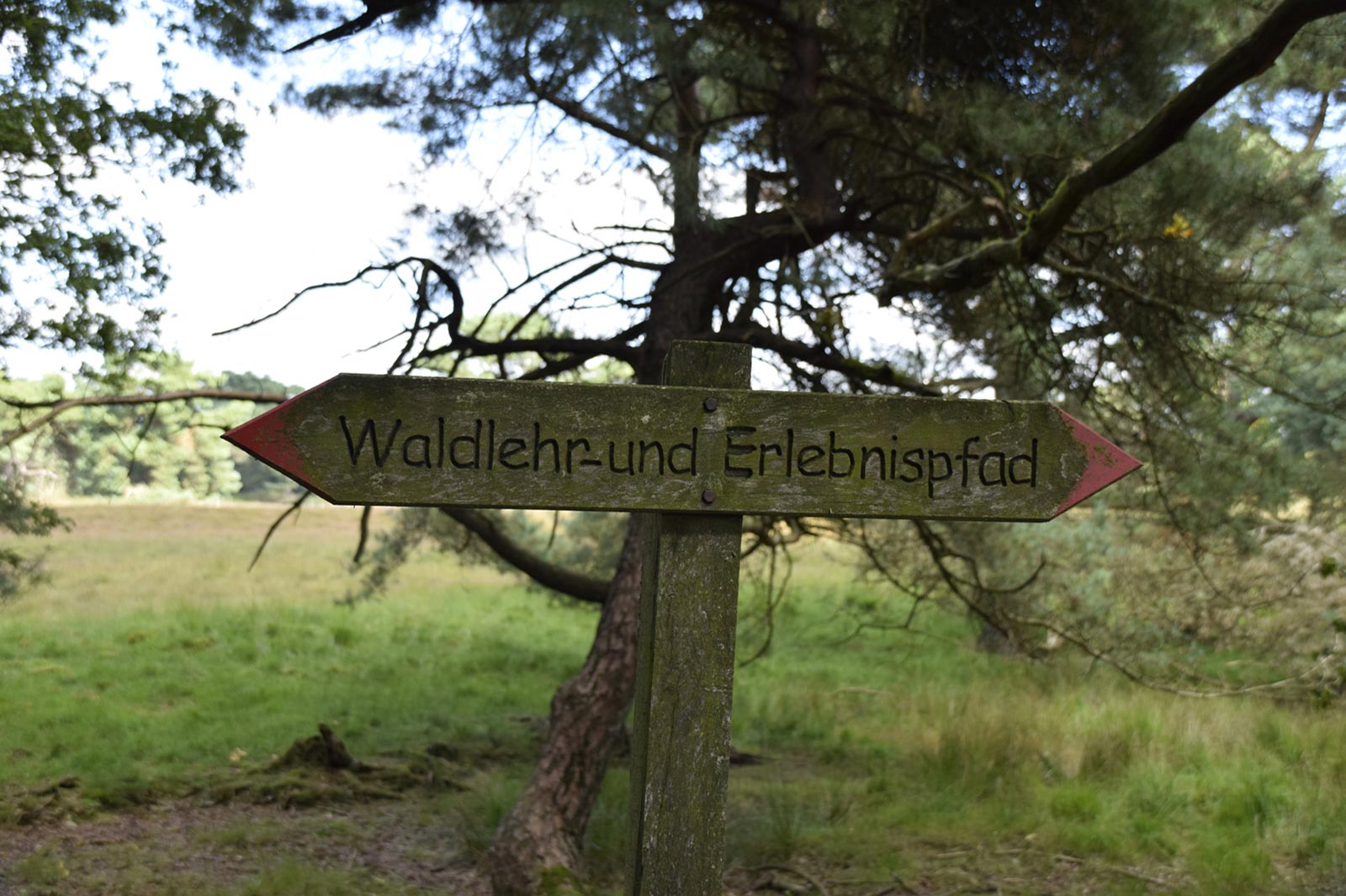 Naturpark Aukrug Wandern Waldlehrpfad Erlebnispfad Störkathener Heide Galerie